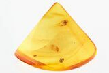 Three Detailed Fossil Spiders (Araneae) in Baltic Amber #325482-1